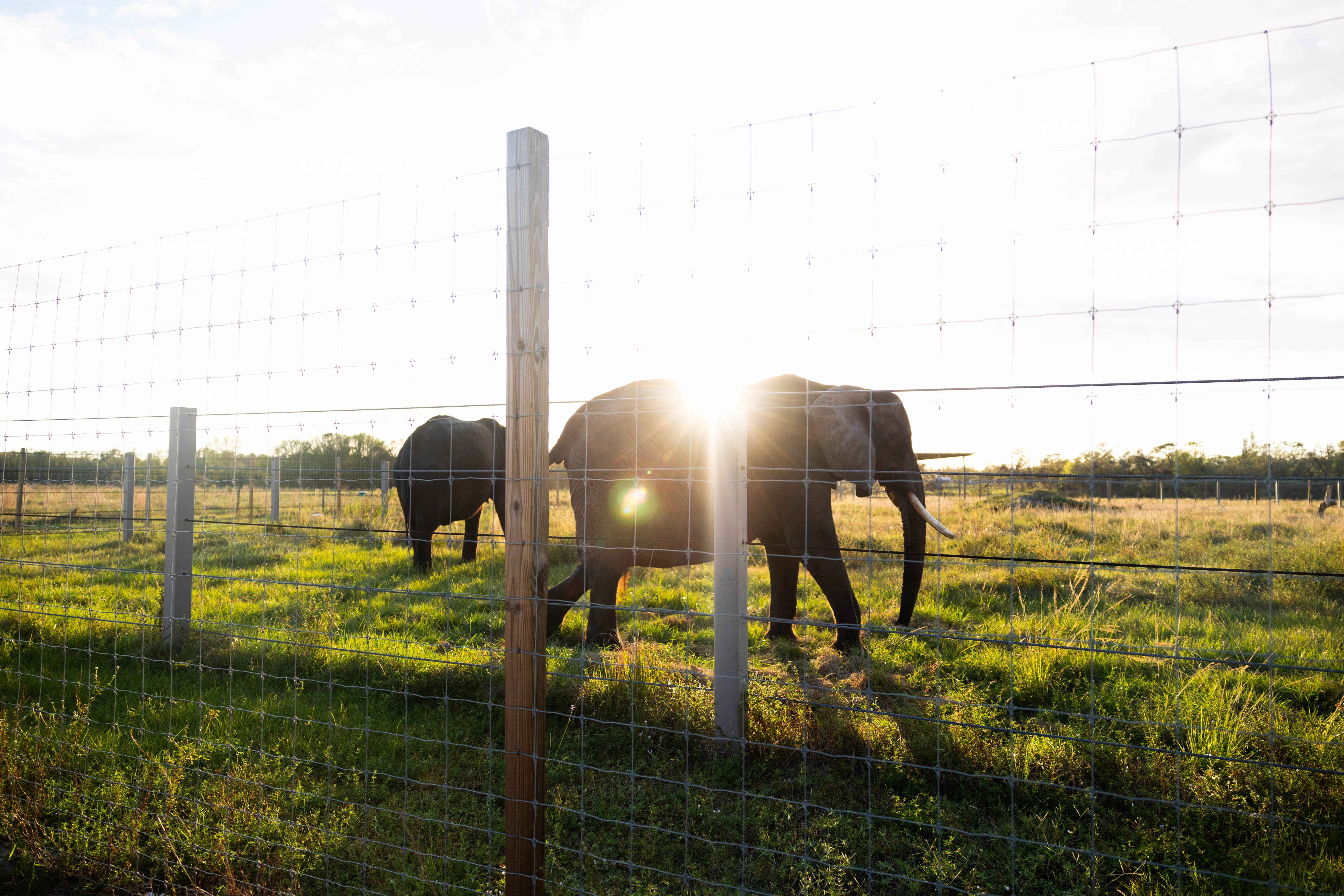elephants at Ivory Acres